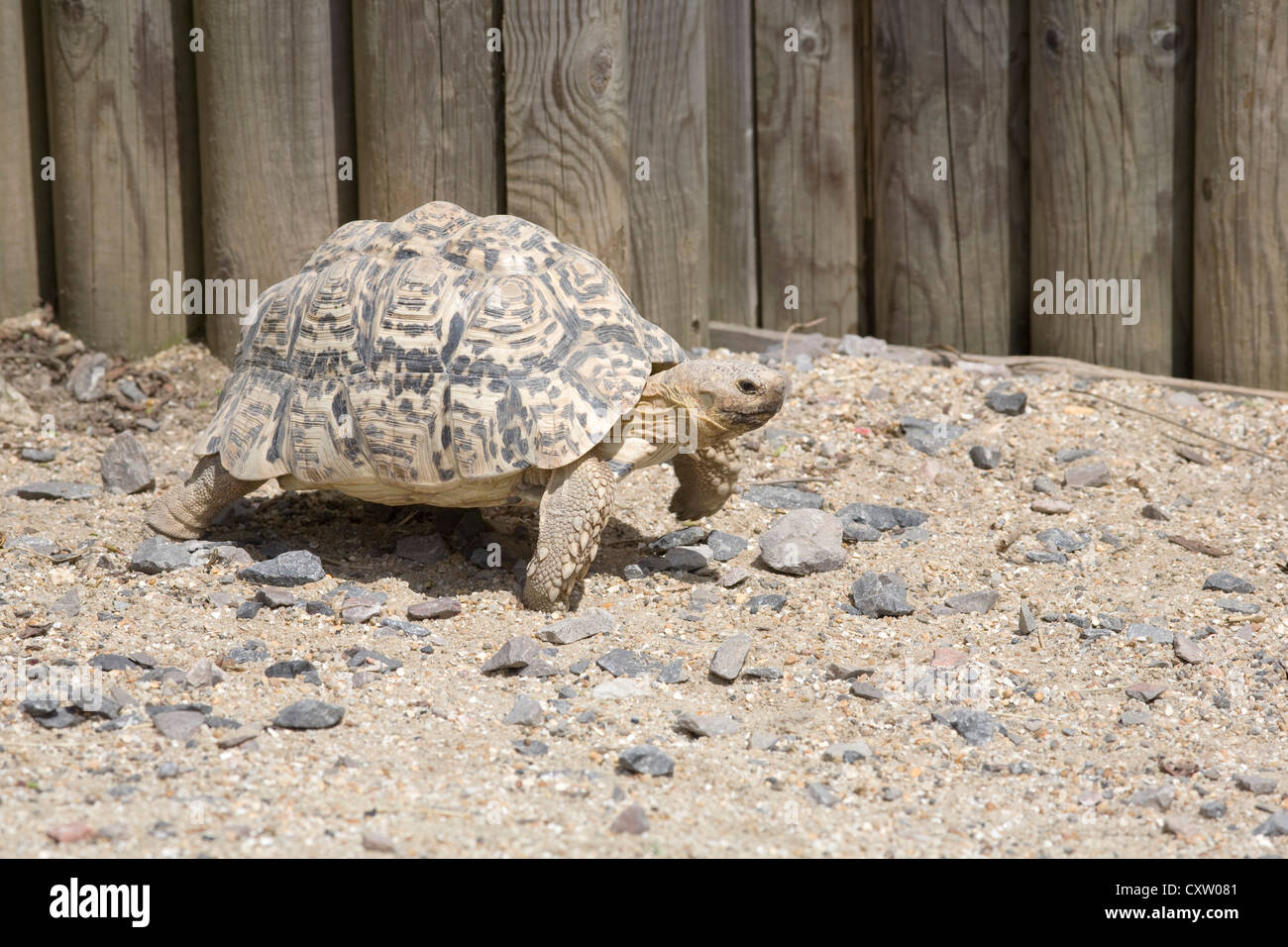 Tortue Testudo kleinmanni, égyptien, en chemin à travers l'enclos au zoo de Marwell Banque D'Images