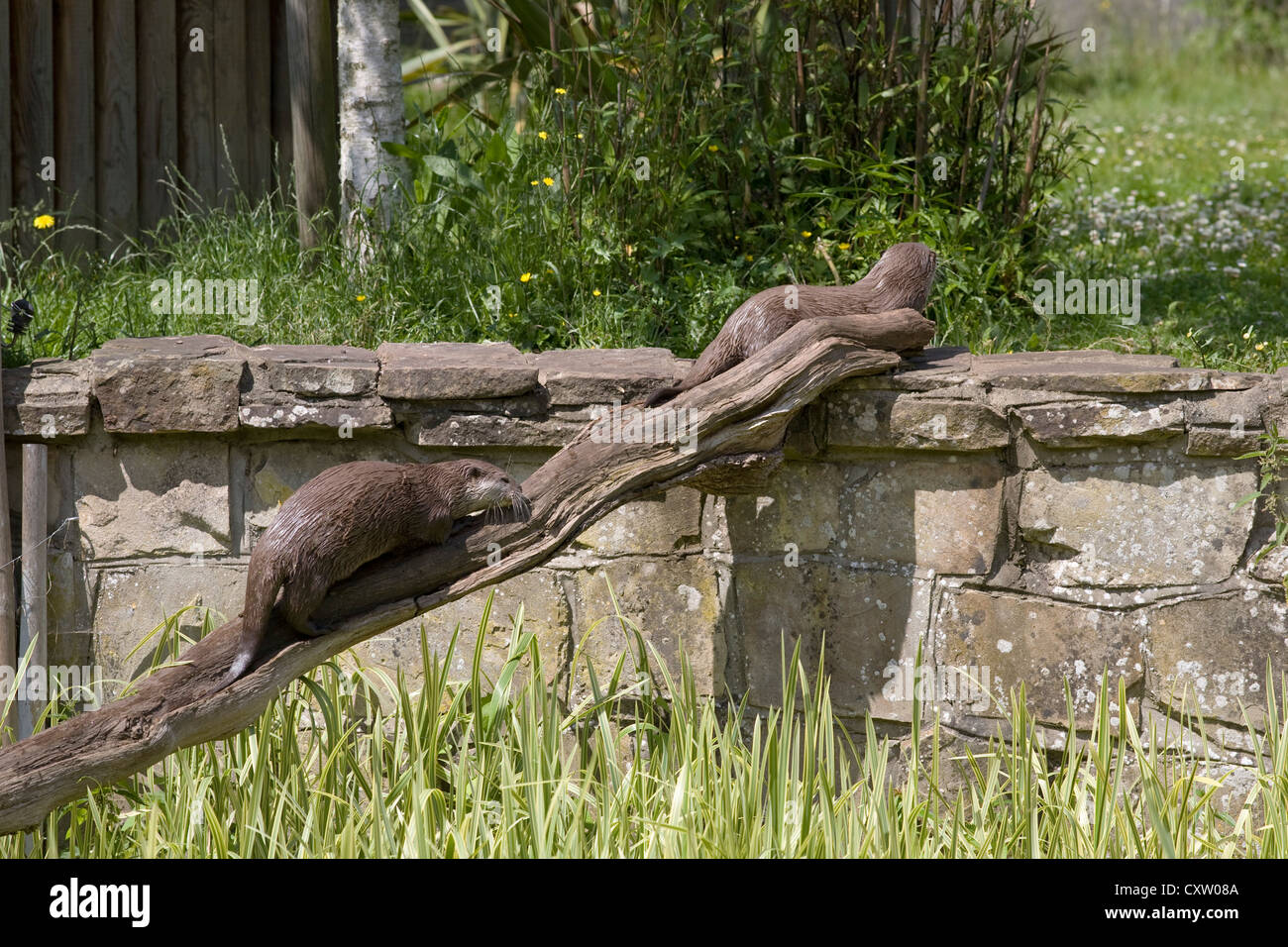 Les Loutres Cendrées Oriental, aonyx cinerea, grimper le long du mur pour se connecter au zoo de Marwell Banque D'Images