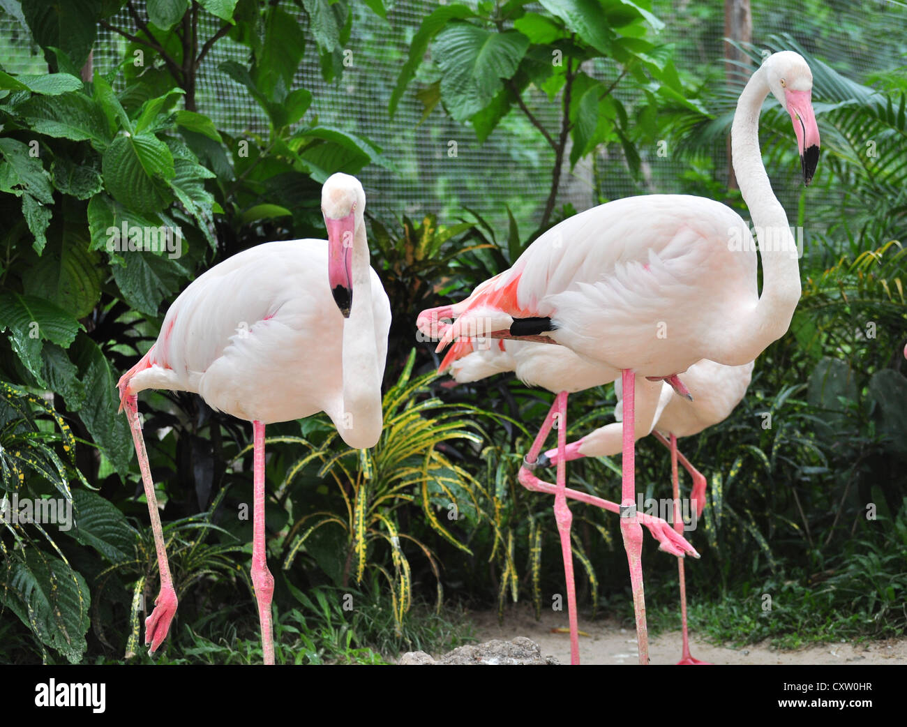 Un groupe de flamants dans le zoo ouvert. Banque D'Images