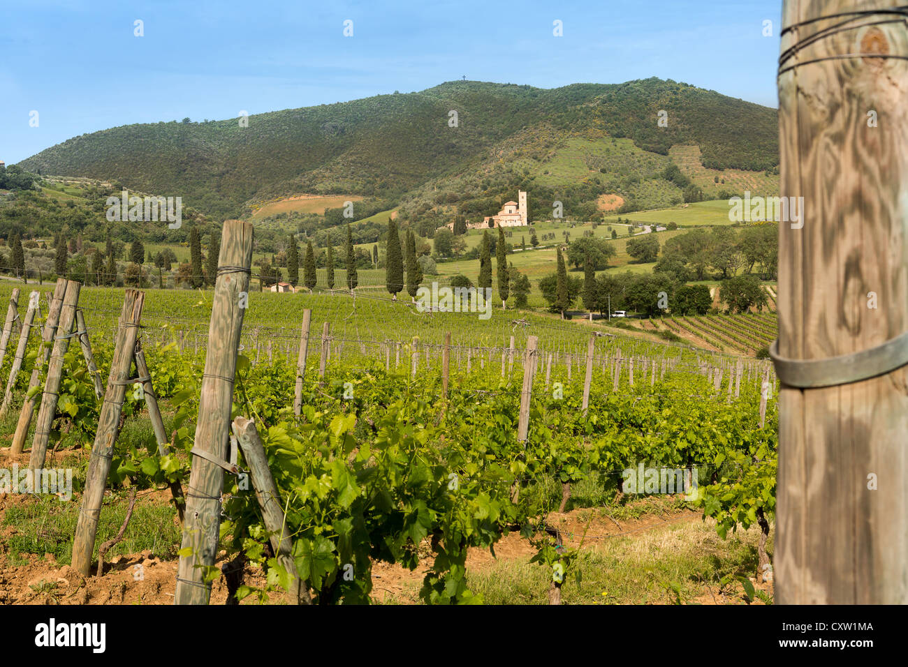 Des vignobles de l'abbaye San Altimo en Toscane Italie Banque D'Images