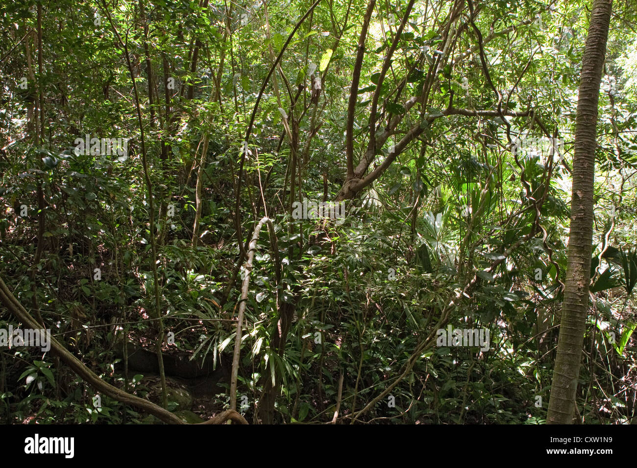 Forêt tropicale, parc national de Tayrona, Colombie Banque D'Images