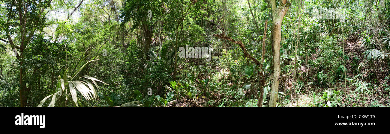 Forêt tropicale, parc national de Tayrona, Colombie Banque D'Images