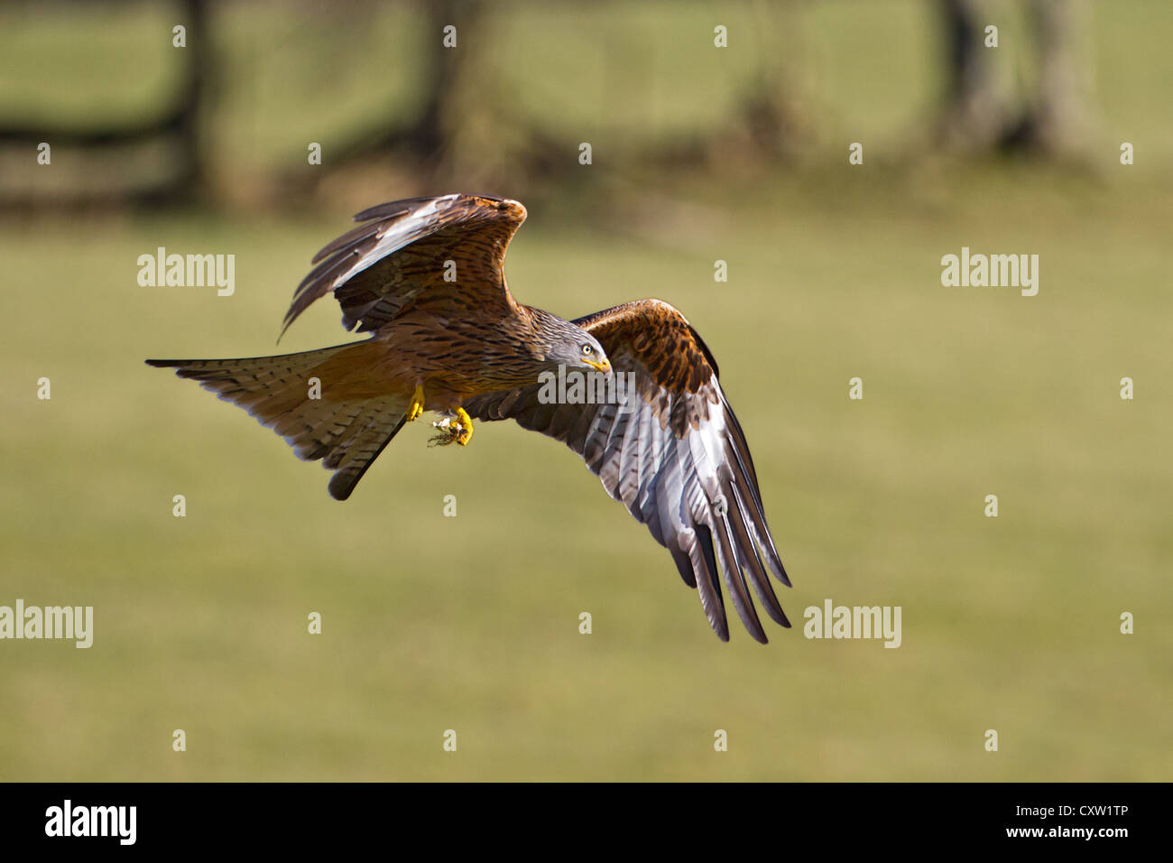Un gros plan d'un cerf-volant rouge (Milvus milvus) voler à travers les terres agricoles au pays de Galles, ailes déployées Banque D'Images