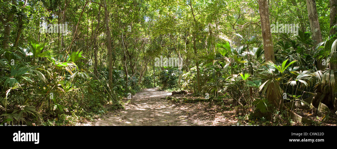 Piste, forêt tropicale, parc national de Tayrona Colombie (Panorama) Banque D'Images