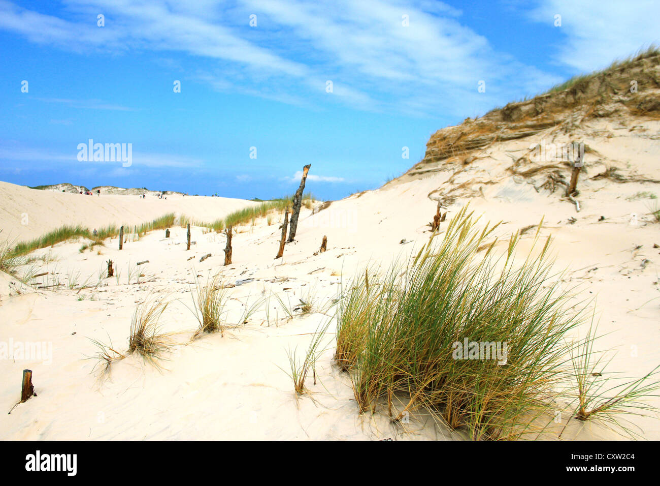 Déplacement des dunes du Parc National Slowinski en Pologne Banque D'Images