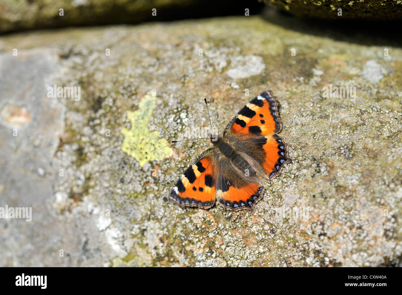 Petit papillon écaille (Aglais urticae) Banque D'Images