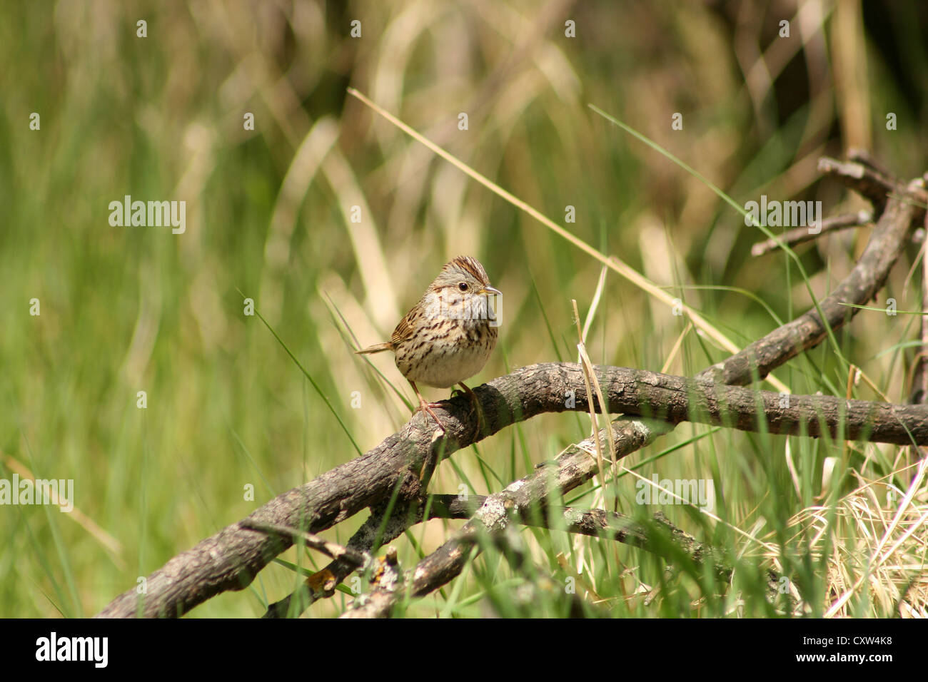Un petit finch appelé un Tarin des pins perché sur la branche d'un arbre tombé au printemps à Winnipeg, Manitoba, Canada Banque D'Images