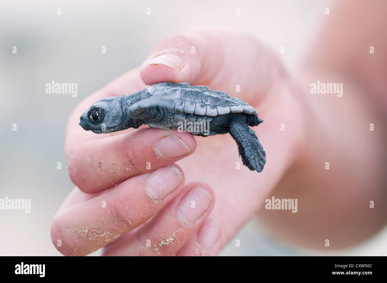 Une conservation bénévoles est titulaire d'un bébé tortue caouanne hatchling dans leur main. Banque D'Images
