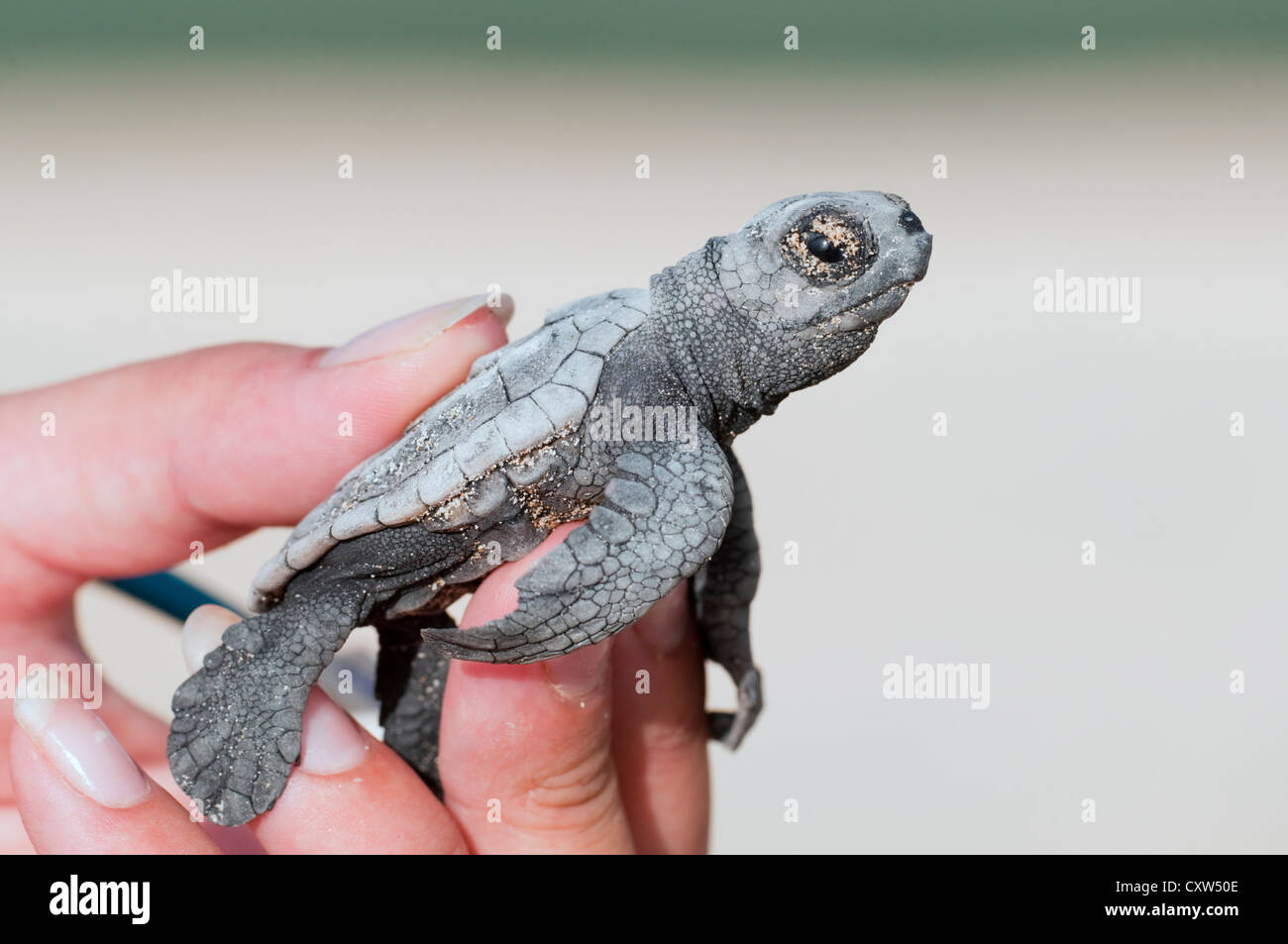 Une conservation bénévoles est titulaire d'un bébé tortue caouanne hatchling dans leur main. Banque D'Images