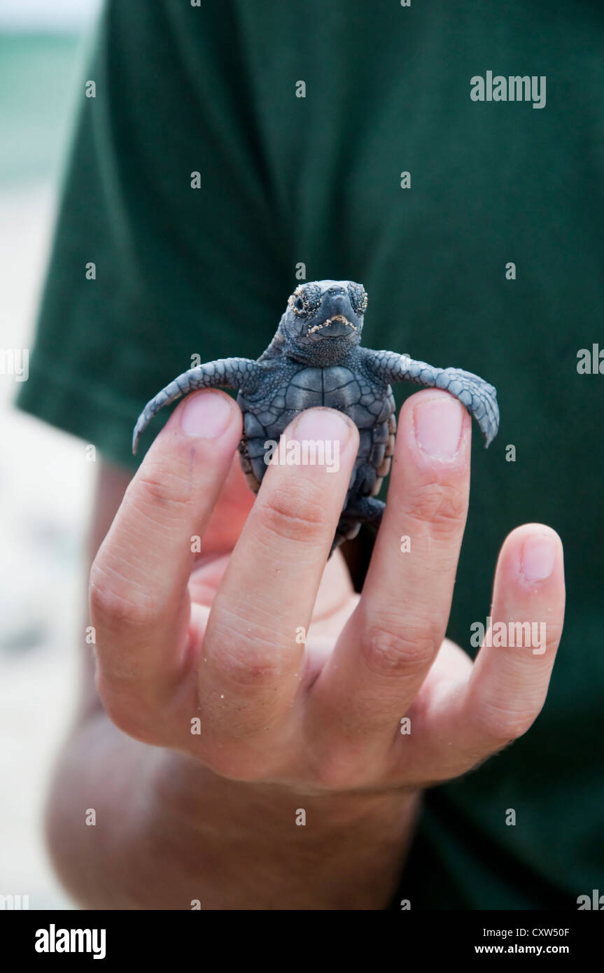 Une conservation bénévoles est titulaire d'un bébé tortue caouanne hatchling dans leur main. Banque D'Images
