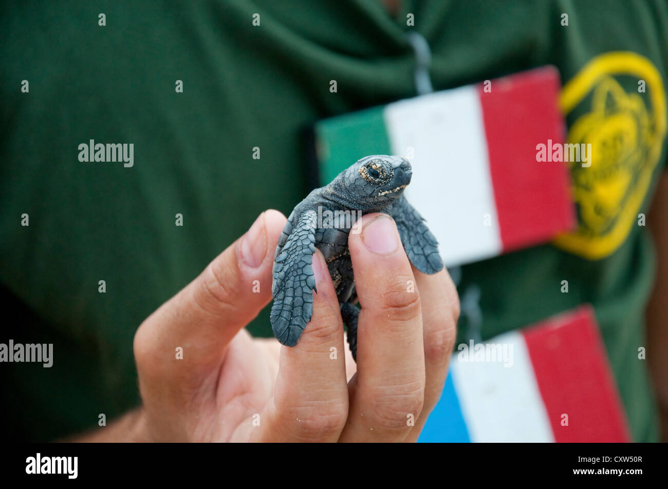 Une conservation bénévoles est titulaire d'un bébé tortue caouanne hatchling dans leur main. L'icône jaune est la conservation d'un insigne. Banque D'Images