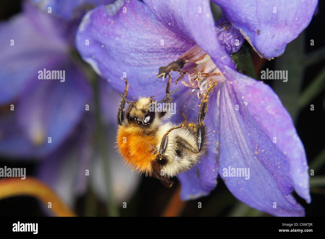 Carde commun (Bombus pascuorum2170) sur une fleur Banque D'Images
