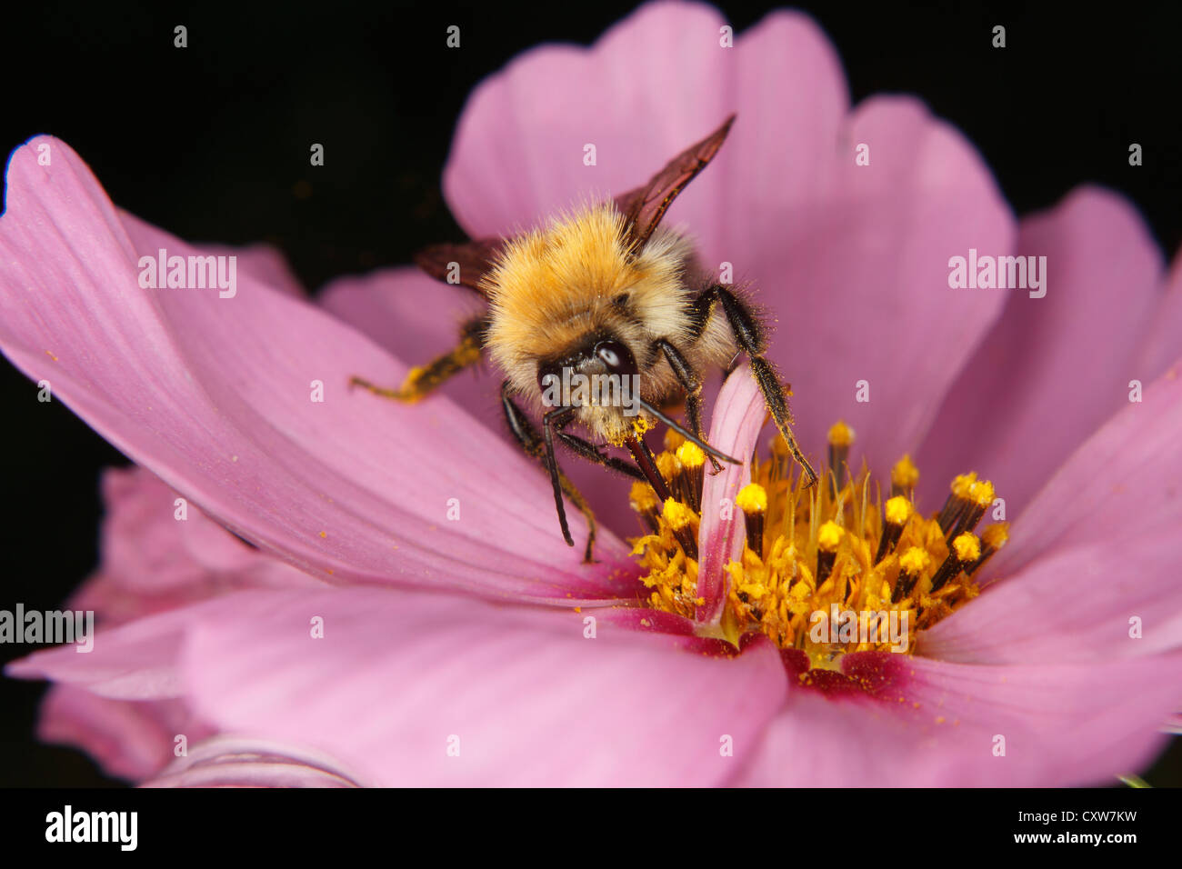 Carde commun (Bombus pascuorum2170) sur une fleur Banque D'Images