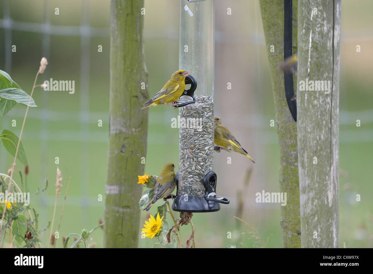 Verdier d'Europe (Carduelis chloris Chloris chloris) - troupeau d'oiseaux de manger les graines à un oiseau-bac d'été Banque D'Images