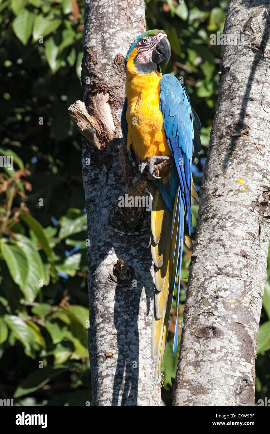 Macaw bleu et jaune, Ara ararauna, aka macaw bleu et or, Colombie Banque D'Images