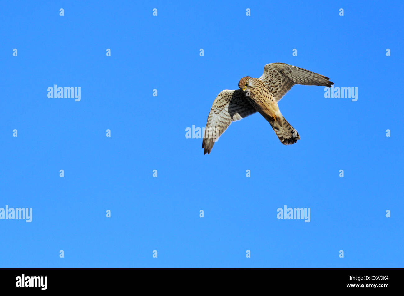 Faucon crécerelle (Falco tinnunculus) Banque D'Images