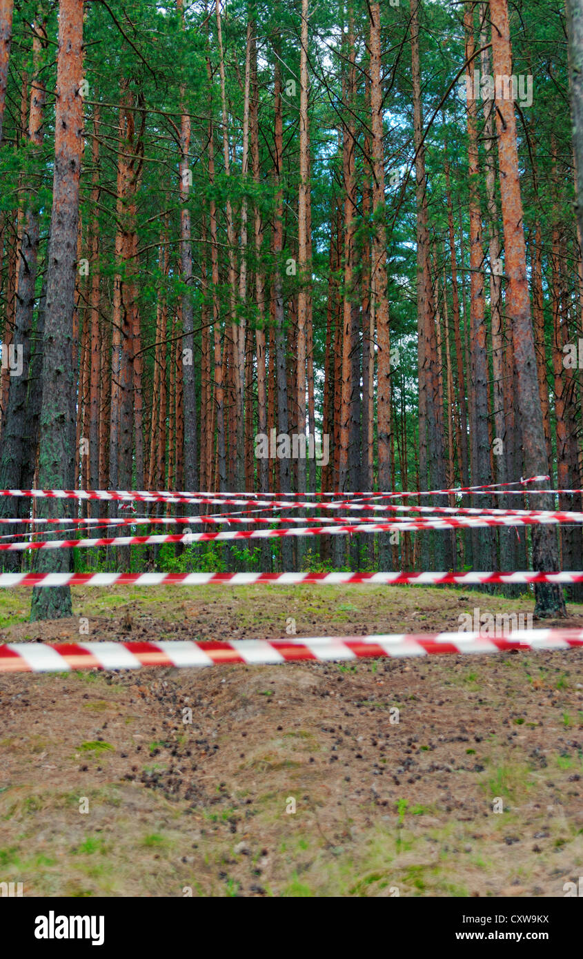 L'orientation des bandes dans les bois de pin pour des compétitions sportives - 2. Banque D'Images