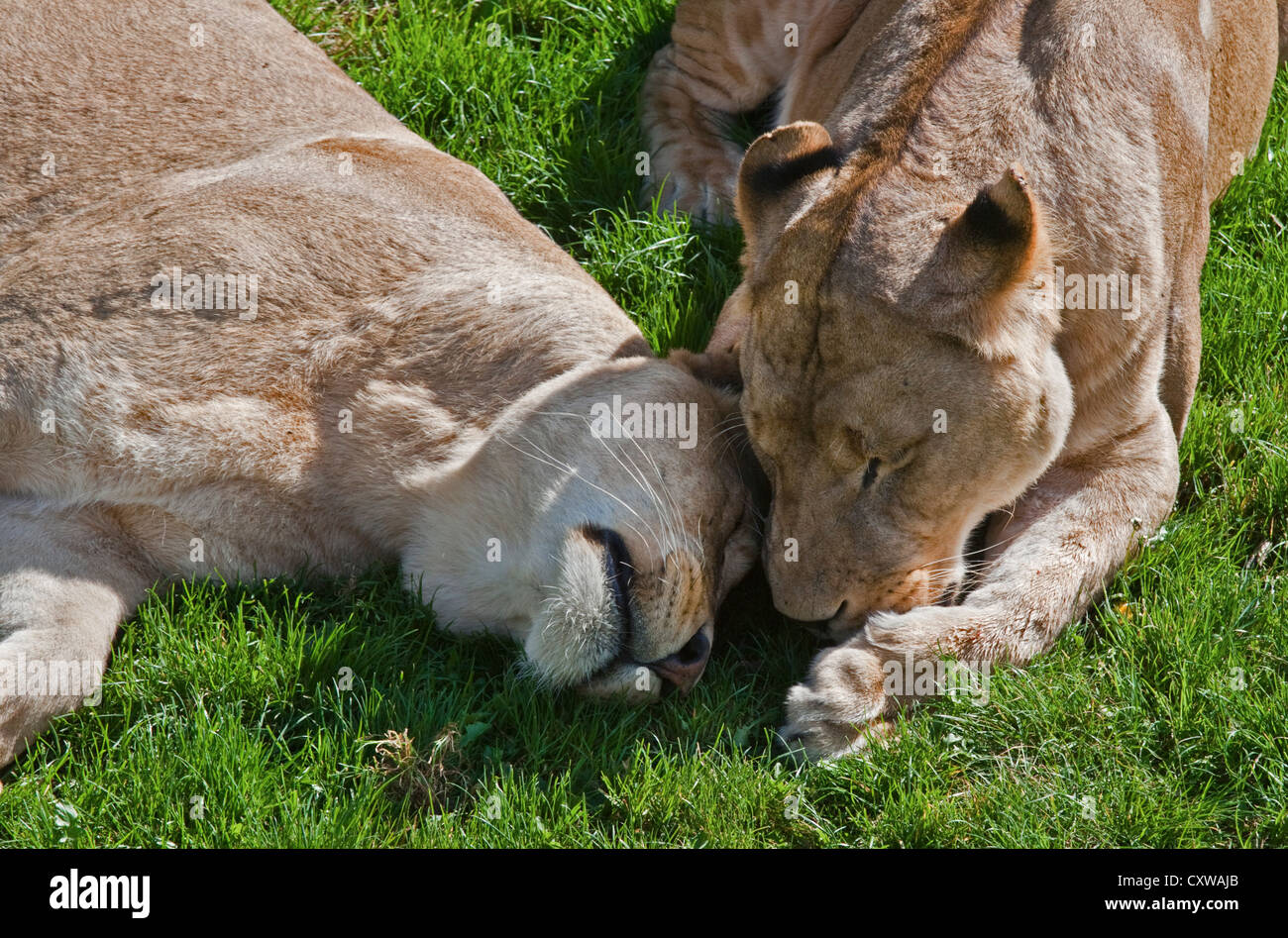 Deux femmes collage lions (Panthera leo) Banque D'Images