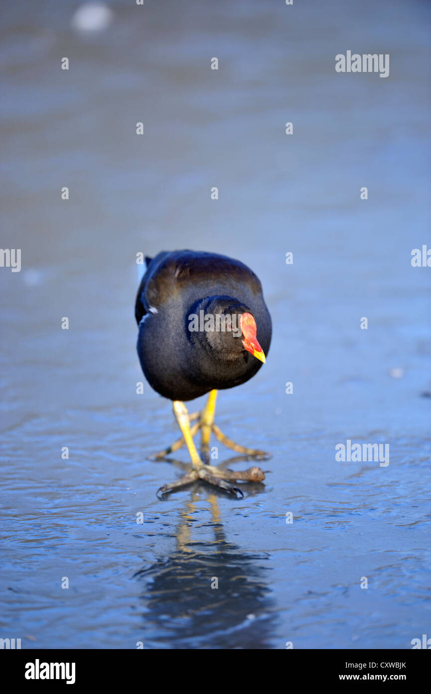 Gallinule poule-d'eau (Gallinula chloropus) Banque D'Images