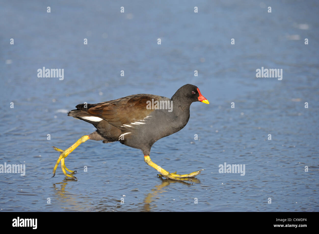 Gallinule poule-d'eau (Gallinula chloropus) Banque D'Images