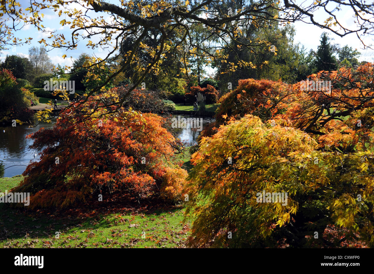Wakehurst Place Sussex UK 14 octobre 2012 - soleil d'automne fait ressortir les couleurs et les visiteurs de Wakehurst Place dans le Kent. Banque D'Images