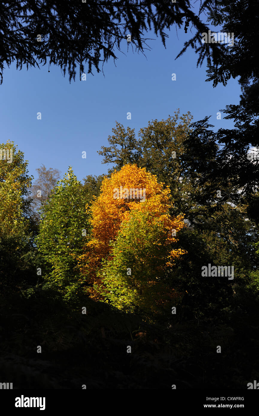 Wakehurst Place Sussex UK 14 octobre 2012 - soleil d'automne fait ressortir les couleurs et les visiteurs de Wakehurst Place dans le Kent. Banque D'Images