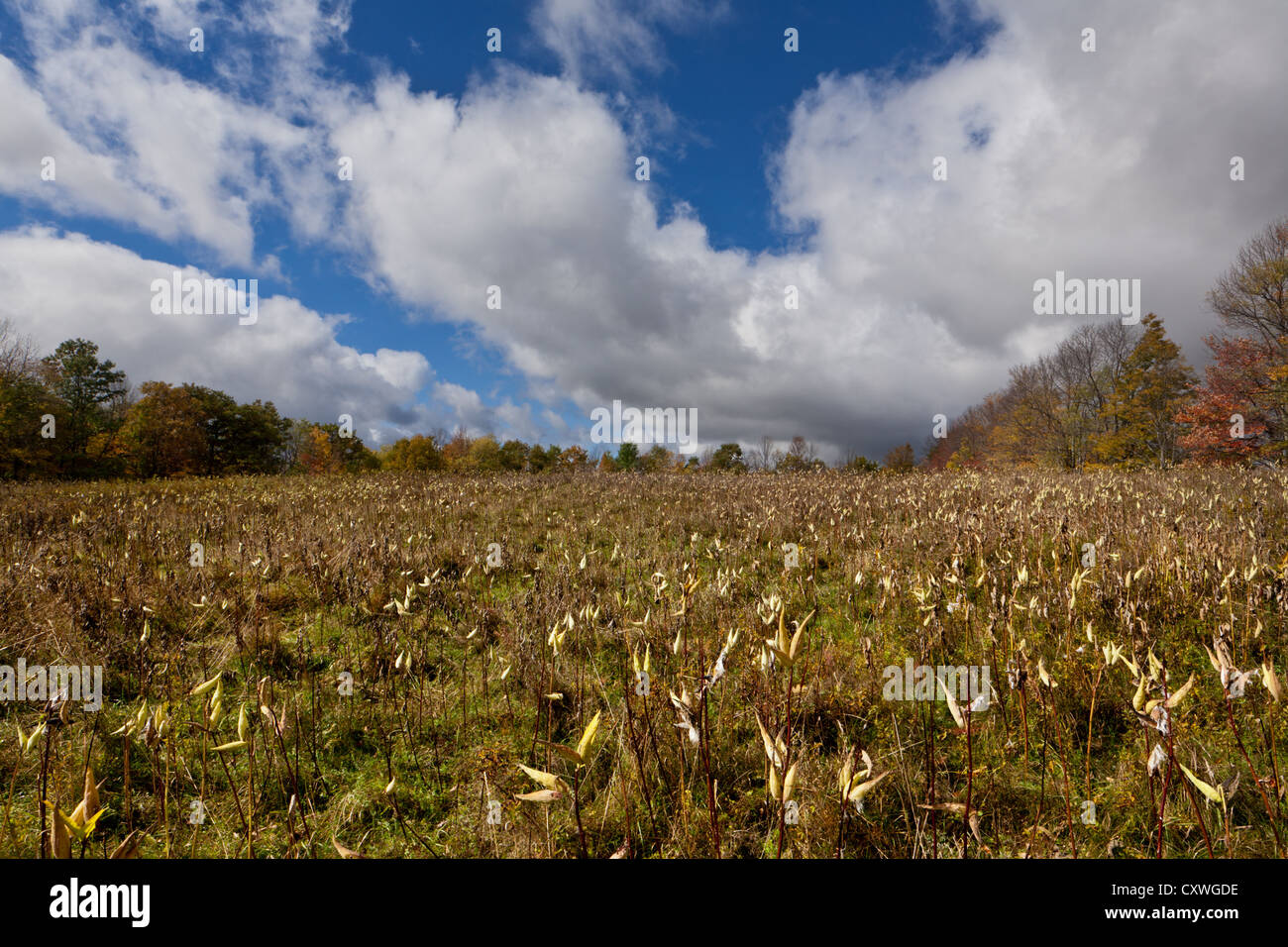 Un champ de gousses d'asclépiades en octobre, Catskills, l'État de New York Banque D'Images