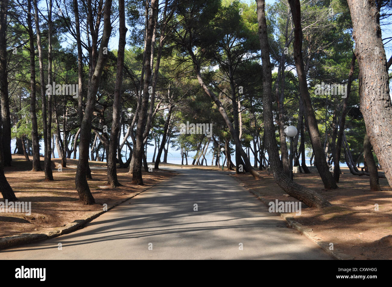 L'île de Brijuni, Istrie, Croatie Banque D'Images