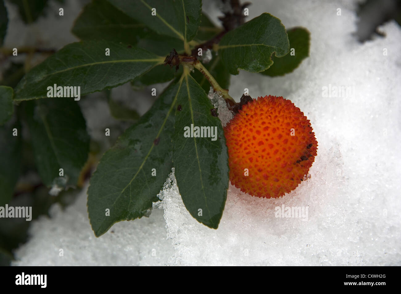 Fruit de l'arbre aux fraises avec de la neige (Grèce) Banque D'Images