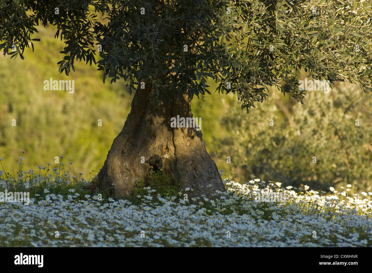 Olivier sur prairie avec grande camomille fleurs (péninsule de Pelion, Thessalie, Grèce) Banque D'Images