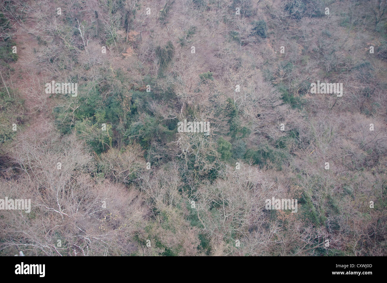 La forêt japonaise en hiver vu de dessus avec le vert et les arbres vides Banque D'Images
