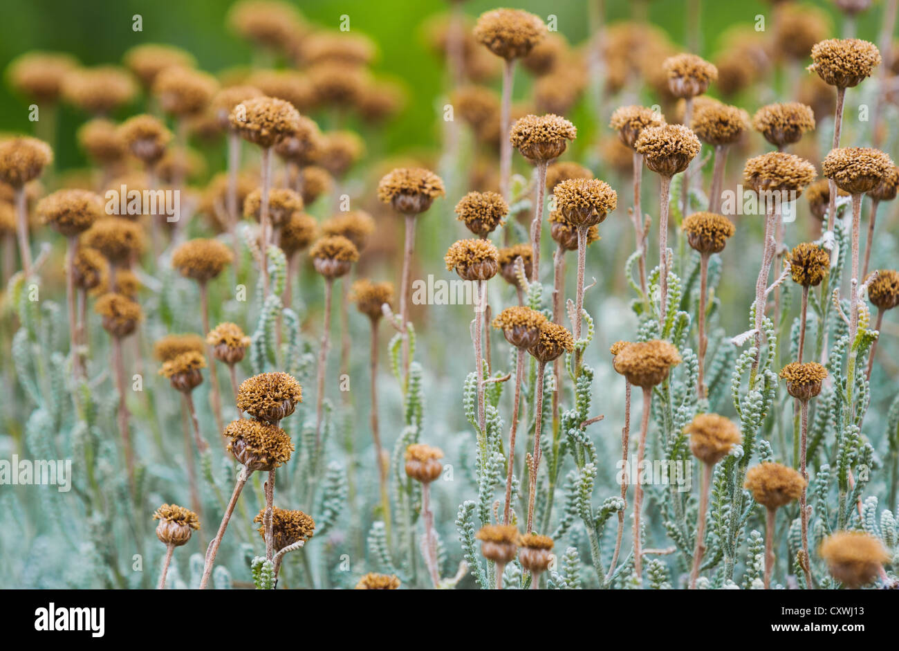 Champ avec des fleurs séchées (santolina chamaecyparissus santoline) Banque D'Images