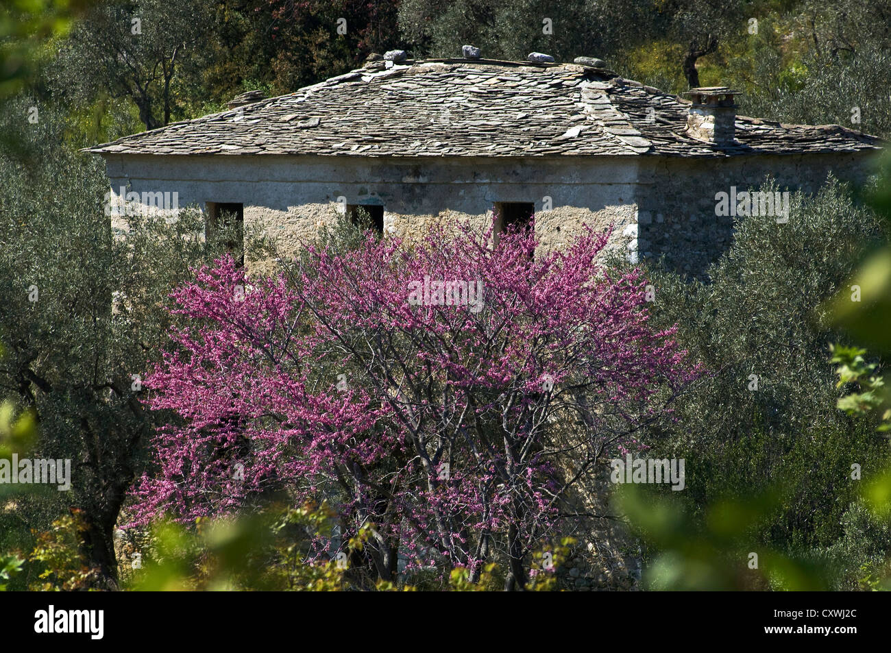 Vieille maison abandonnée avec un toit en ardoise derrière un arbre de Judée à fleurs Banque D'Images