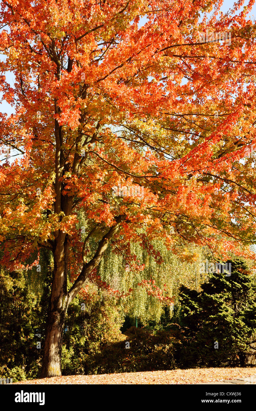 Arbre d'érable rouge avec feuillage d'automne, Vancouver, BC, Canada Banque D'Images