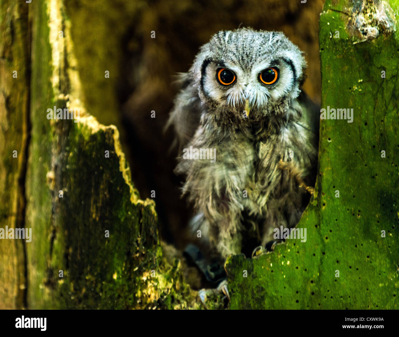 École anglaise de la Fauconnerie et des oiseaux de proie Center Biggleswade England UK Banque D'Images