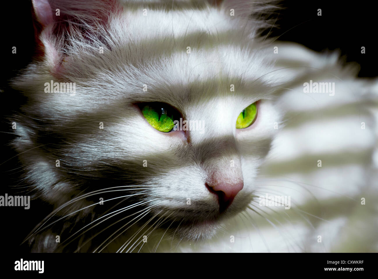 Chat Angora Blanc Aux Yeux Verts Et D Une Ombre Sur Une Museliere Photo Stock Alamy