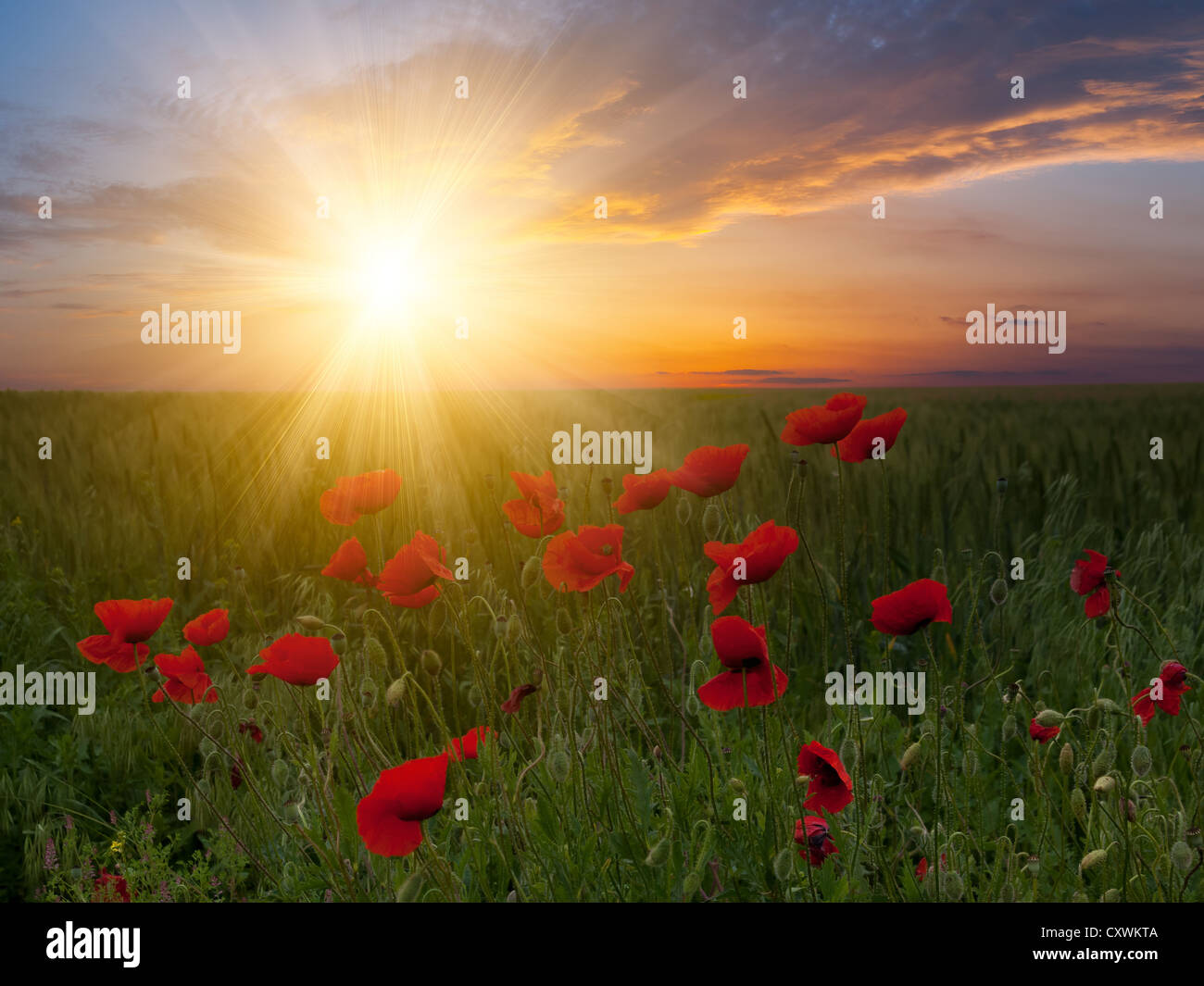 Paysage d'été avec grande prairie de coquelicots et magnifique coucher de soleil sur l'arrière-plan Banque D'Images