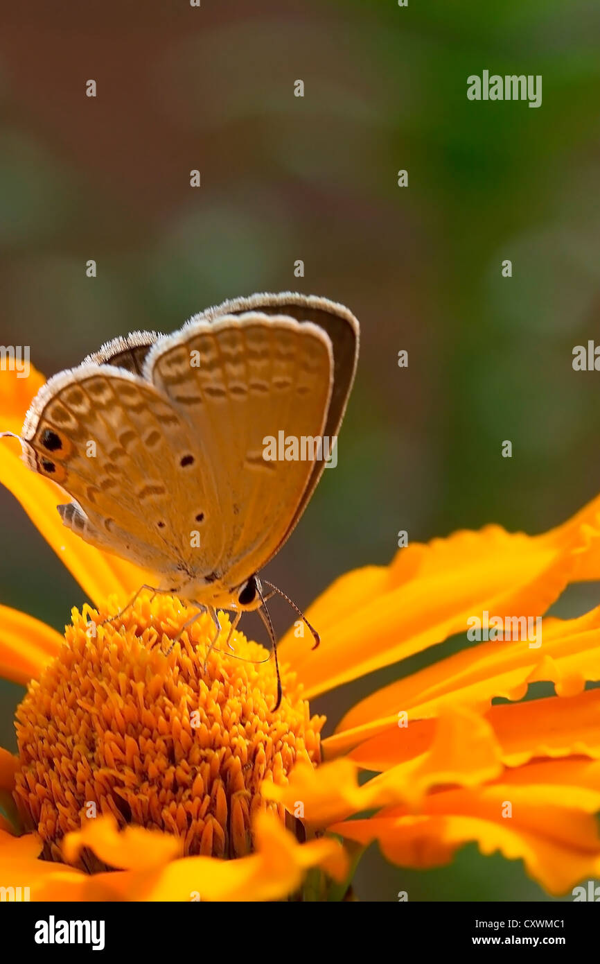 Papillon sur une fleur jaune Banque D'Images