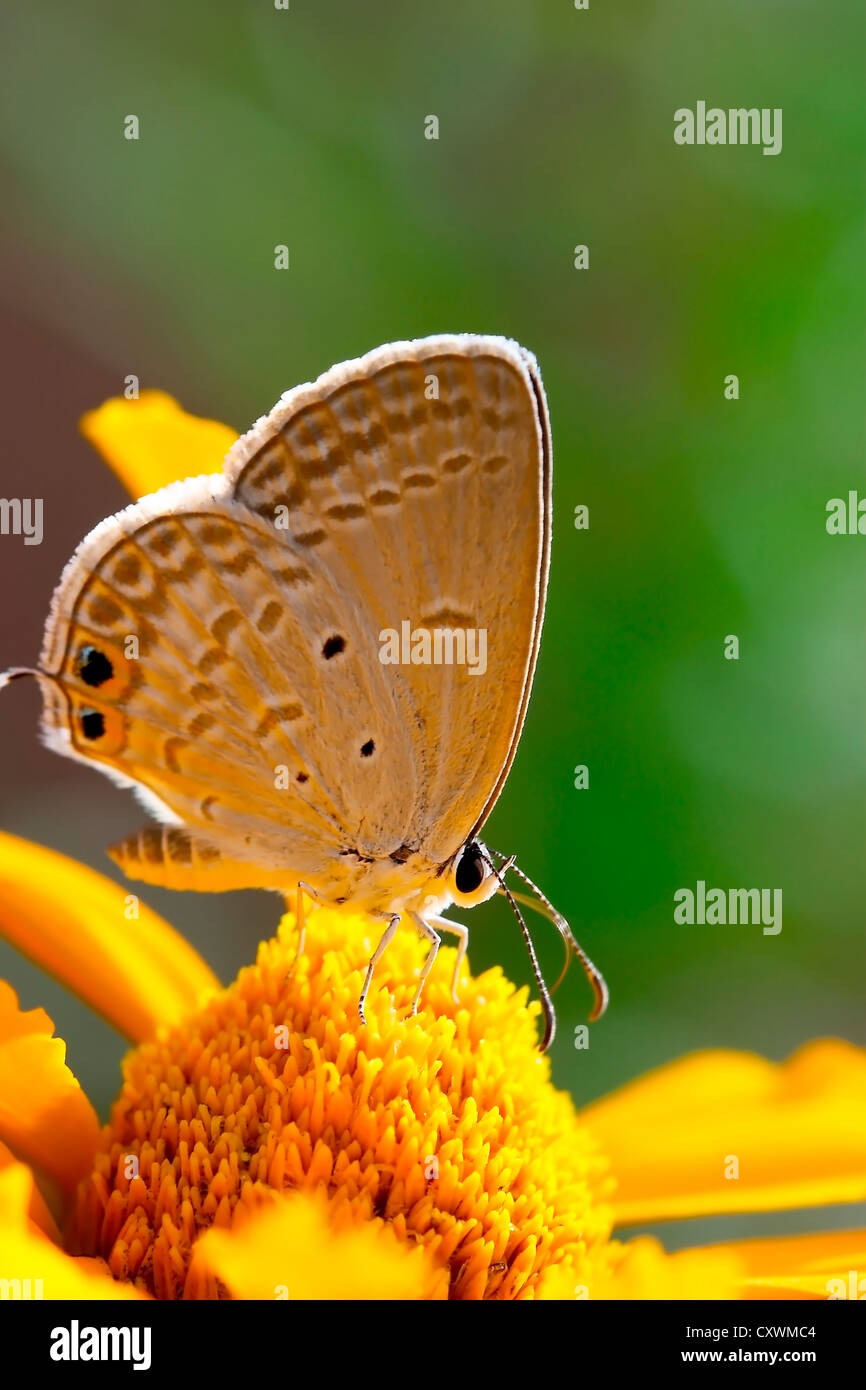 Papillon sur une fleur jaune Banque D'Images