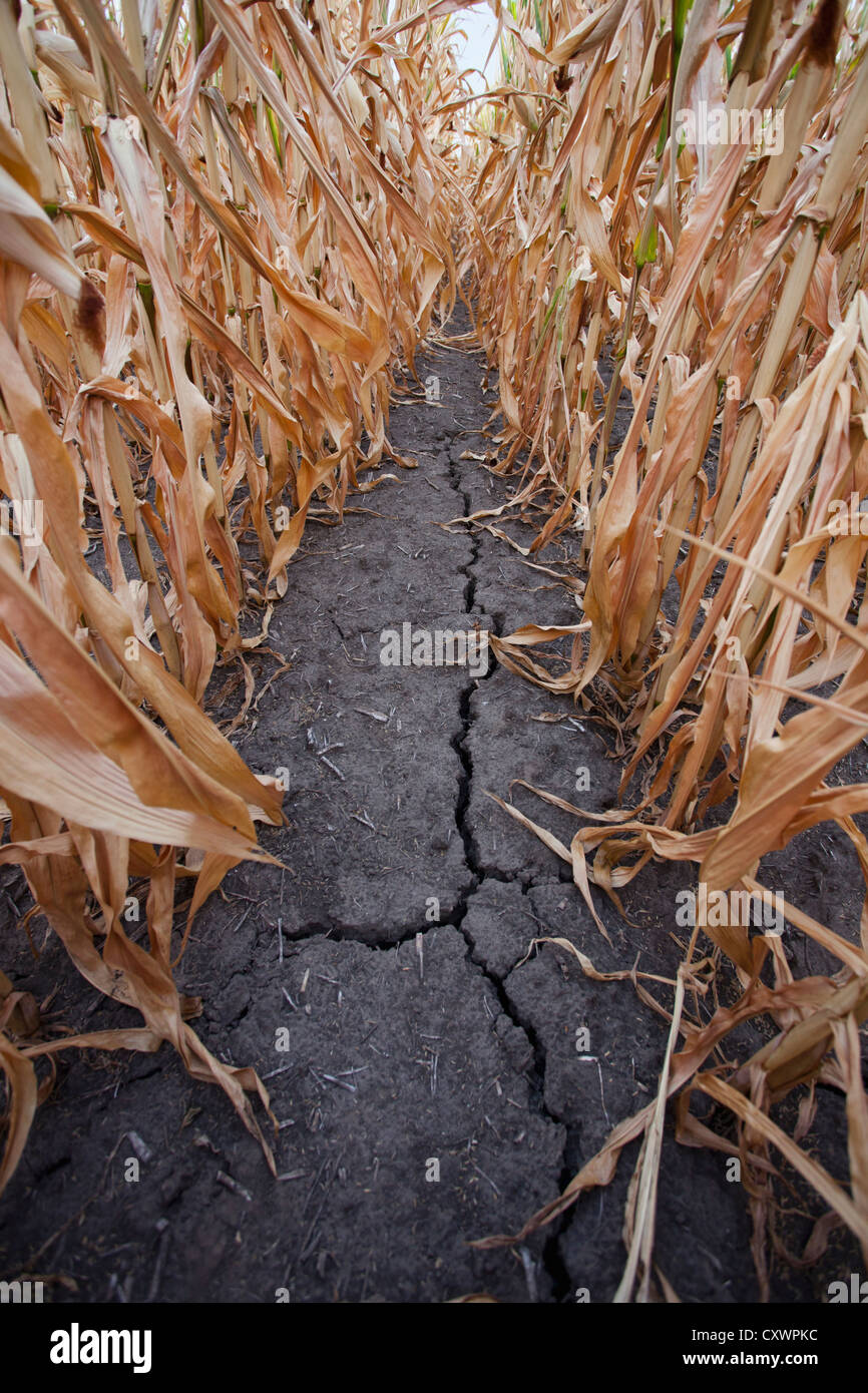 Fissure dans le champ de maïs sec Banque D'Images