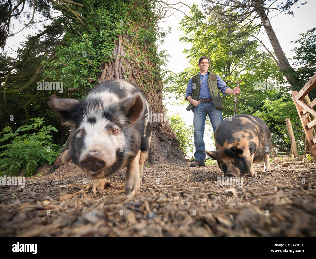 Les porcs fermiers ayant tendance à l'extérieur Banque D'Images