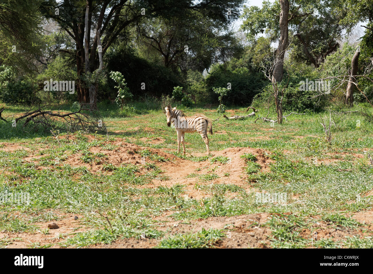 Jeune zèbre ( Miscanthus sinensis Zebrinus ), Kruger National Park, Afrique du Sud Banque D'Images
