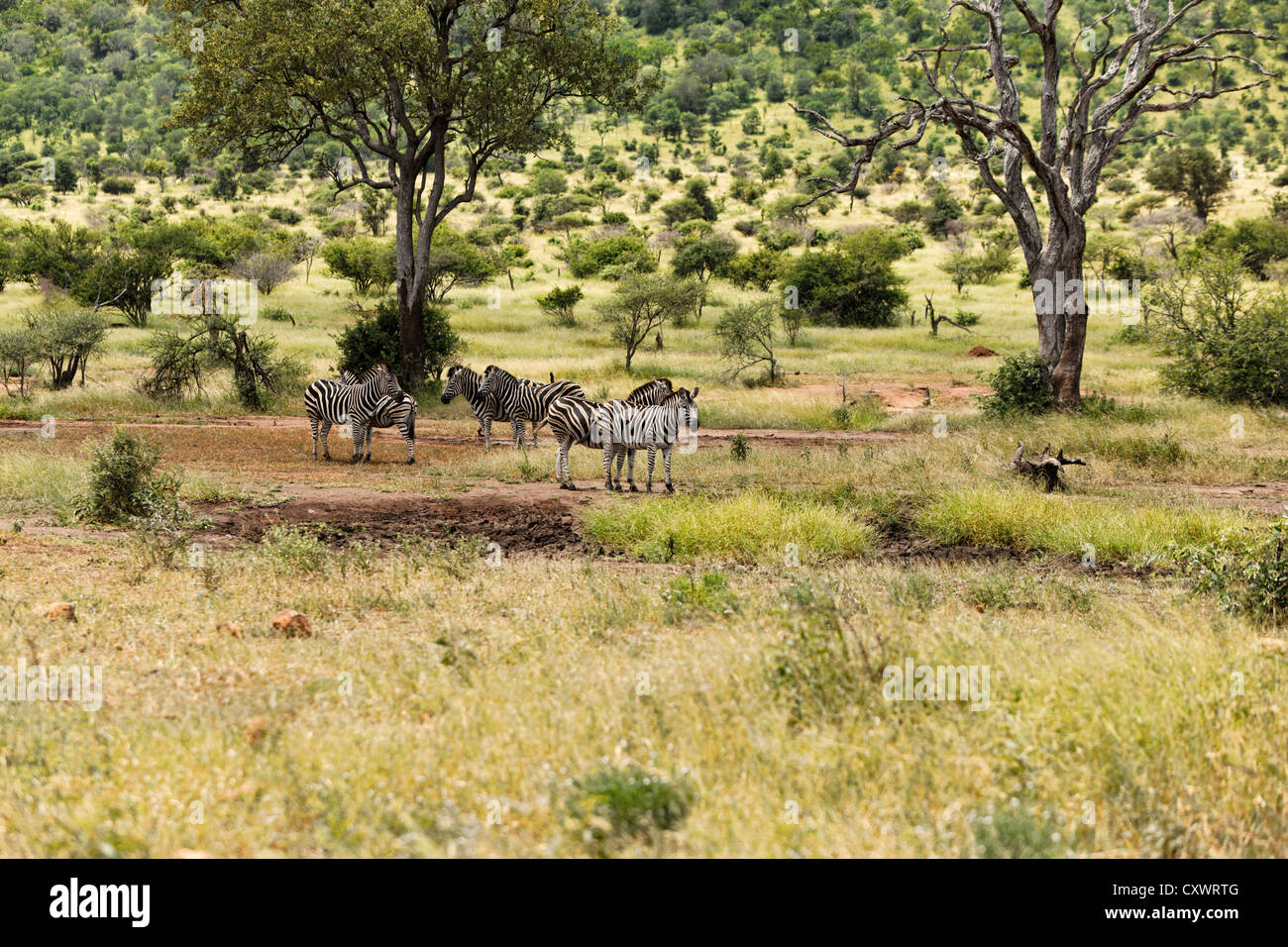 Zebra's ( Miscanthus sinensis Zebrinus ), Kruger National Park, Afrique du Sud Banque D'Images