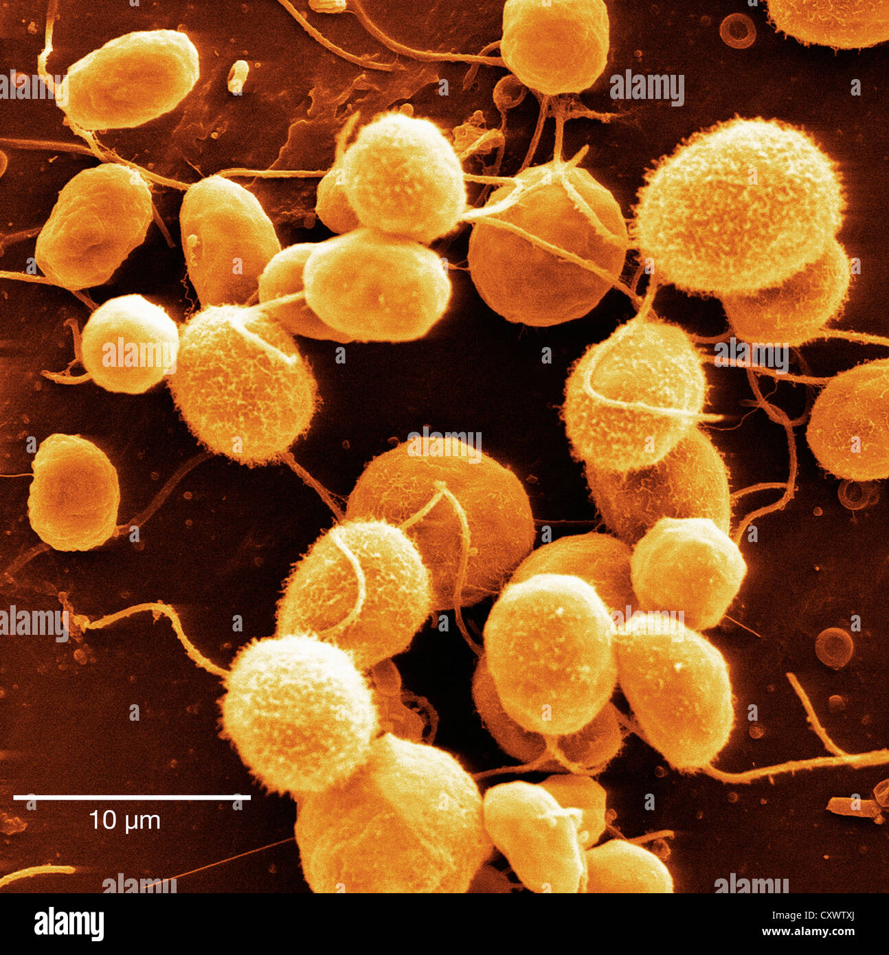 Micrographie électronique à balayage d'algues Banque D'Images