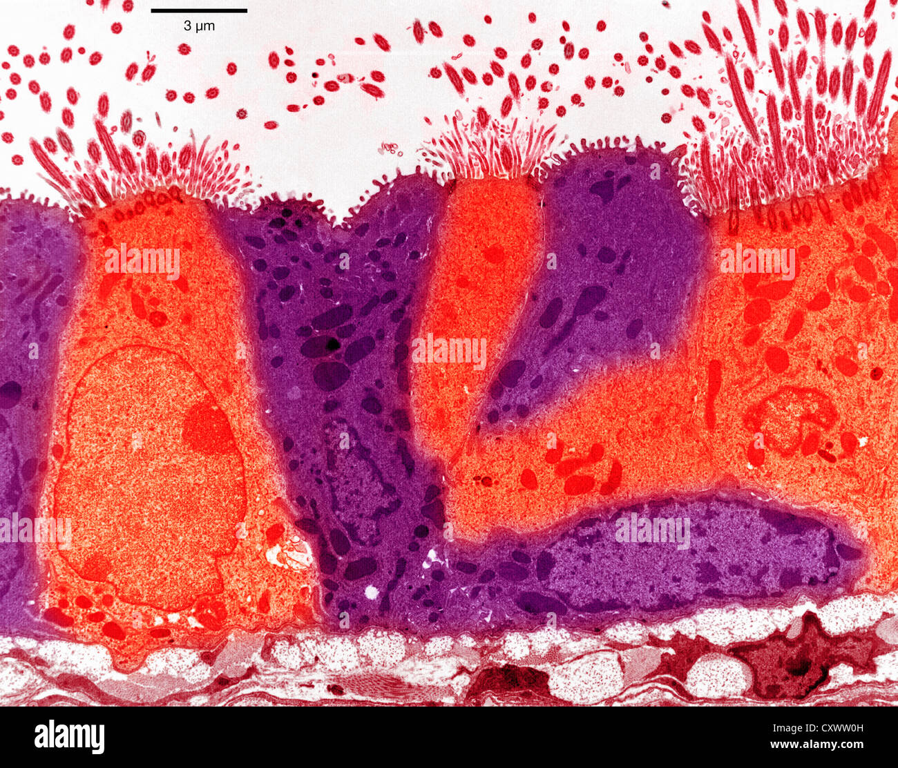 Micrographe épithélium pulmonaire Banque D'Images