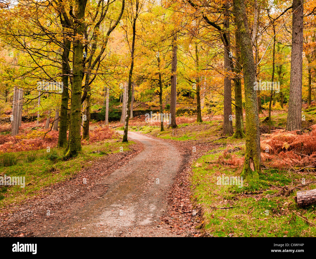 Couleur d'automne à Manesty Woods près de Keswick dans le parc national de Lake District, Cumbria, Angleterre. Banque D'Images