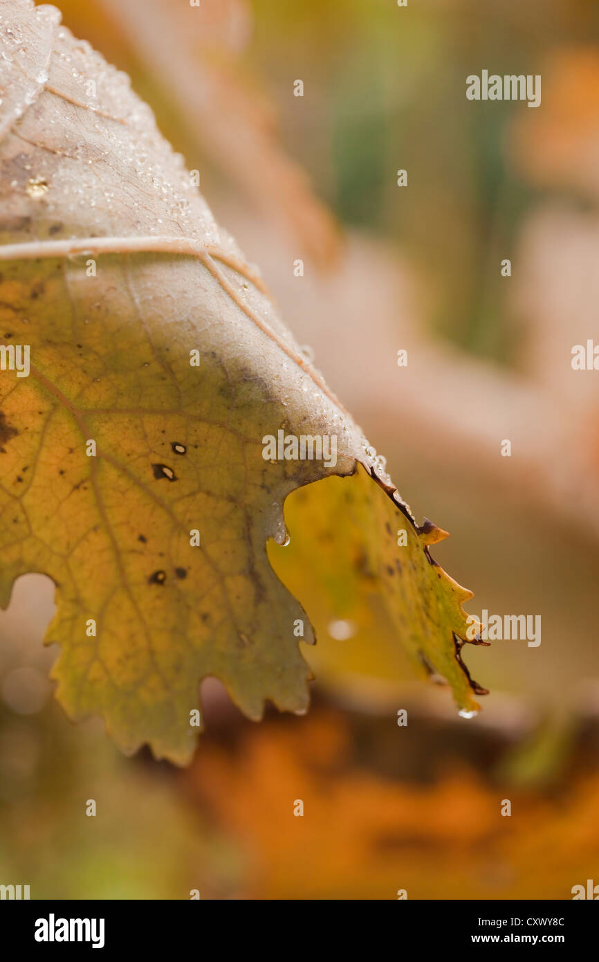 Feuille d'automne avec les gouttes de pluie, Macleaya cordata (Plume Poppy), octobre Banque D'Images