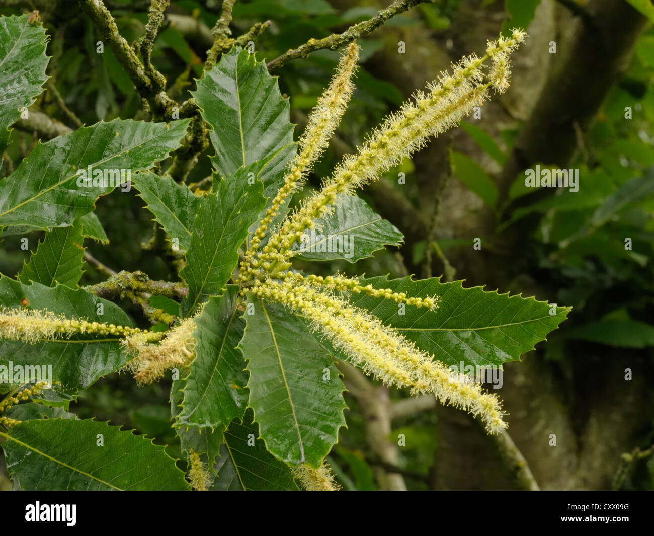 Le Châtaignier, Castanea sativa, les fleurs mâles Banque D'Images