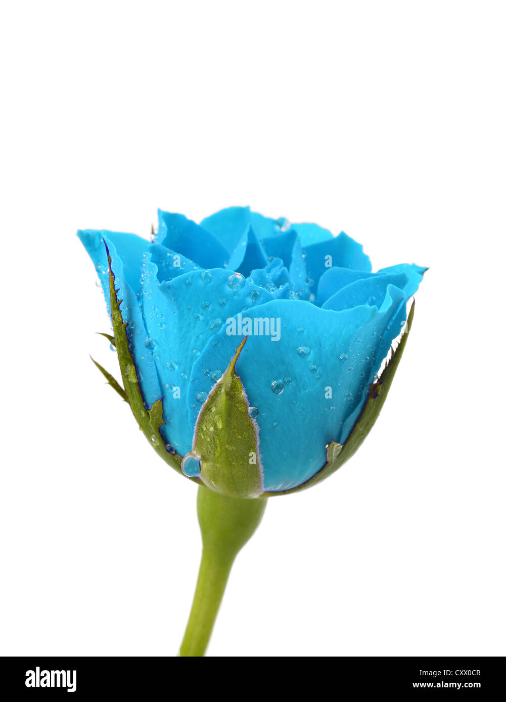 Rose bleue avec des gouttes d'eau sur un fond blanc Banque D'Images