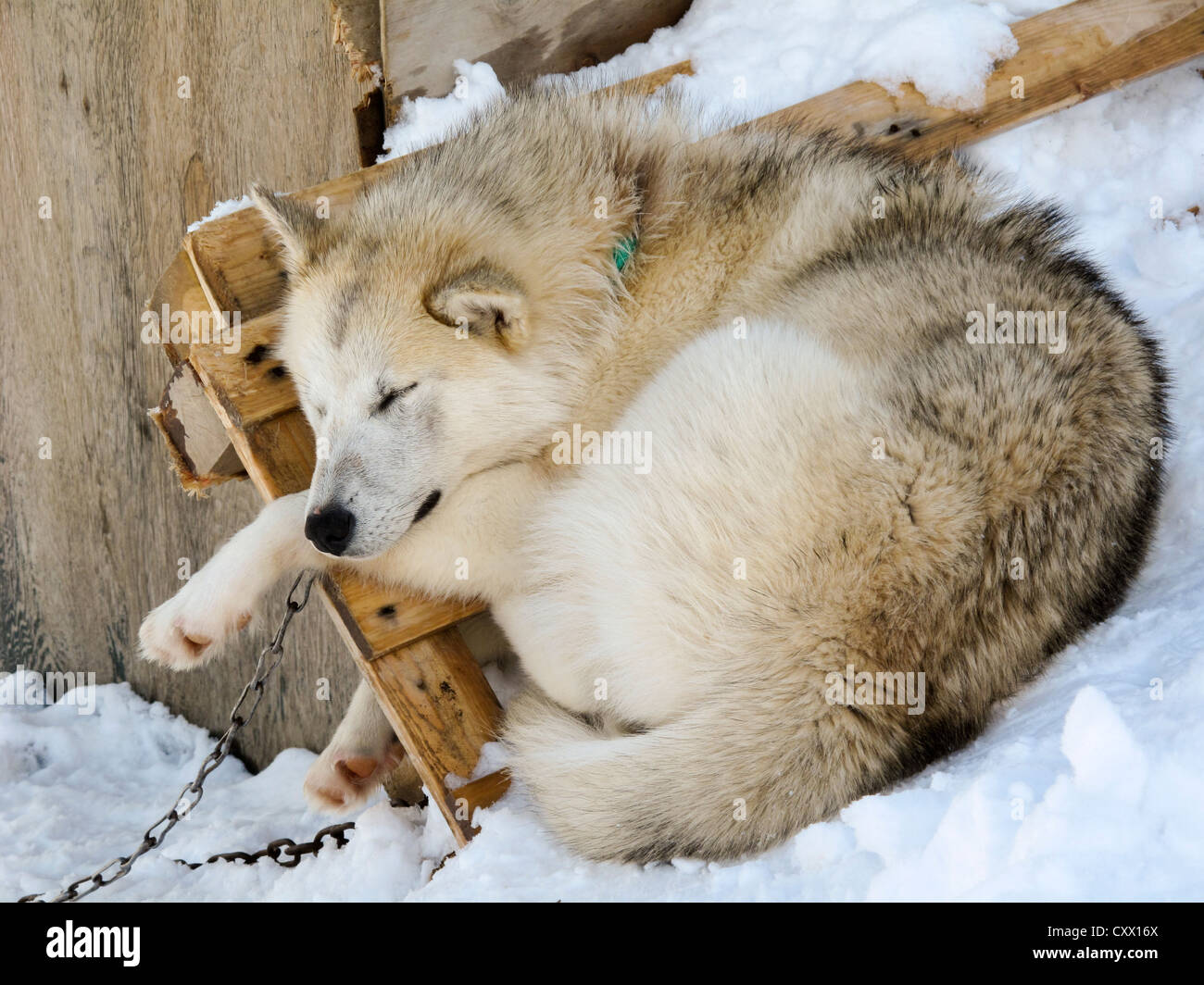 Husky sommeil endormi au Groenland Banque D'Images